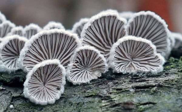 Schizophyllum commune
