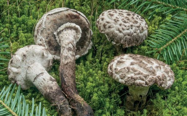 Strobilomyces strobilaceus