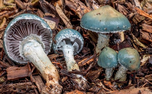 Stropharia aeruginosa