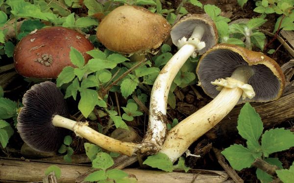 Stropharia rugosoannulata