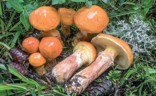 Suillus grevillei
