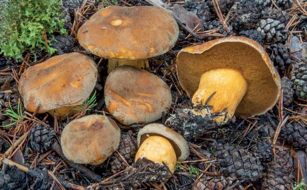 Suillus variegatus