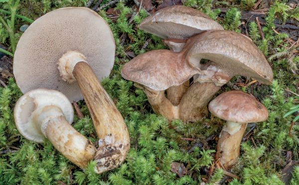 Suillus viscidus