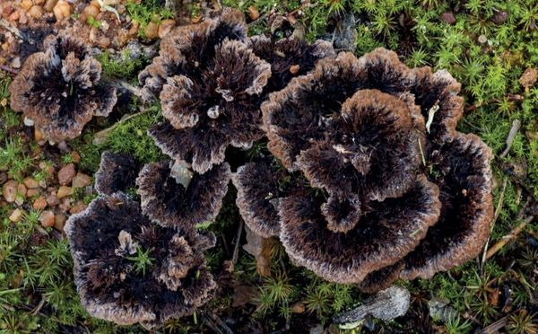 Thelephora terrestris