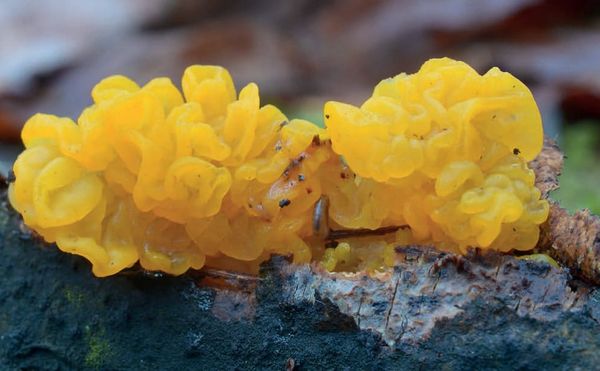 Tremella mesenterica