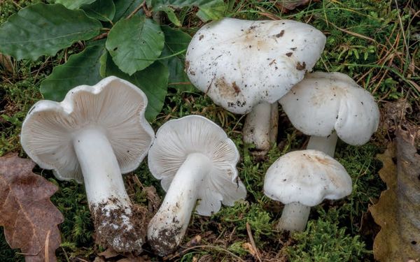Tricholoma columbetta