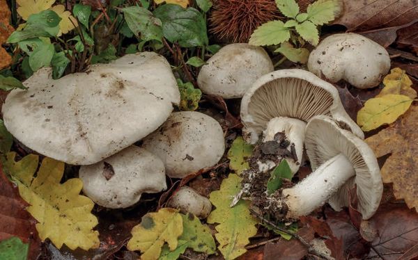 Tricholoma filamentosum