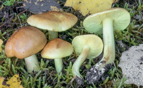 Tricholoma frondosae