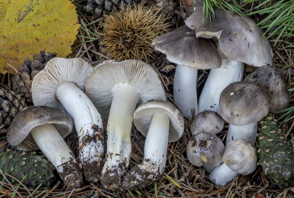 Tricholoma portentosum