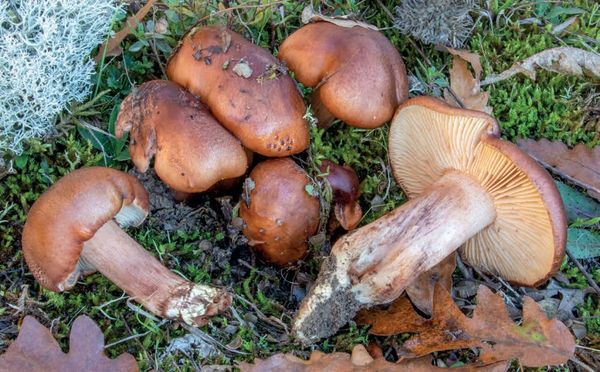 Tricholoma quercetorum