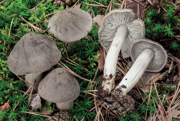 Tricholoma terreum