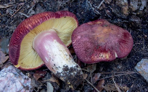 Tricholomopsis rutilans