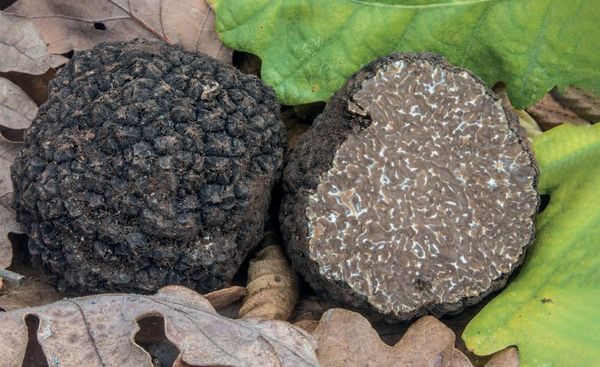 Tuber aestivum f. uncinatum