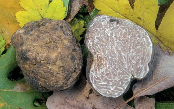 Tuber magnatum