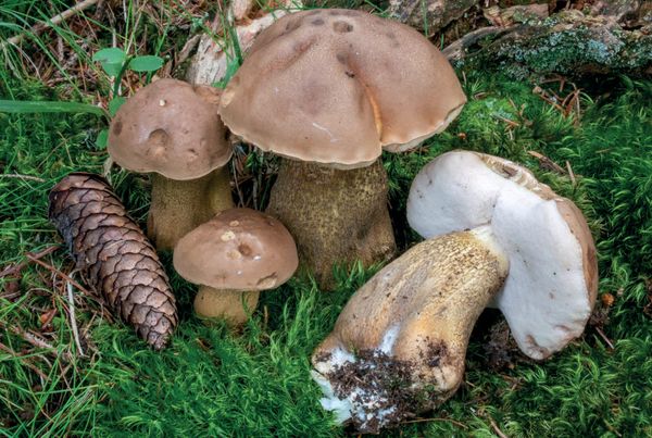 Tylopilus felleus