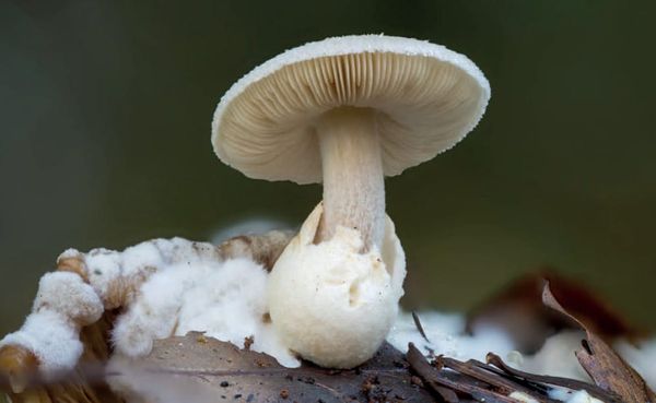 Volvariella surrecta