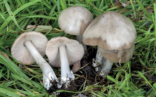 Volvopluteus gloiocephalus