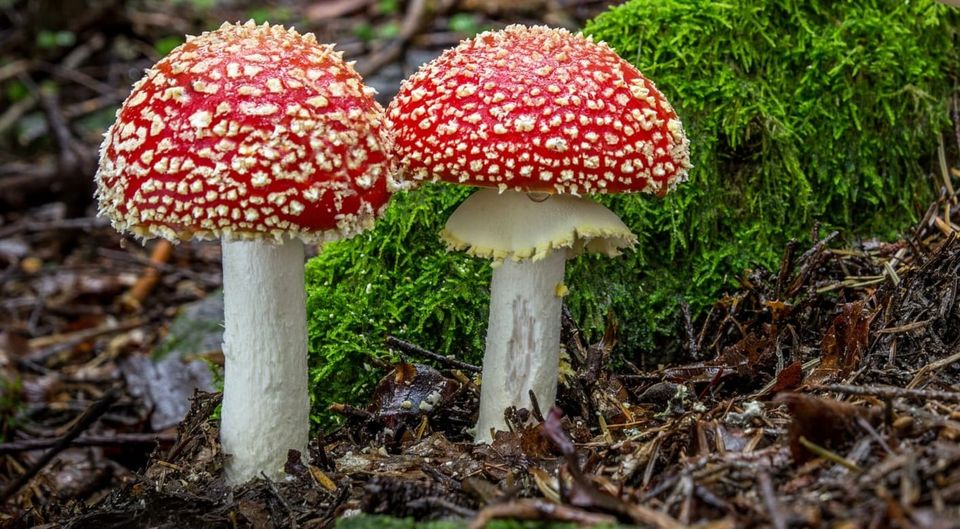 Funghi e intossicazioni: il consumo in sicurezza