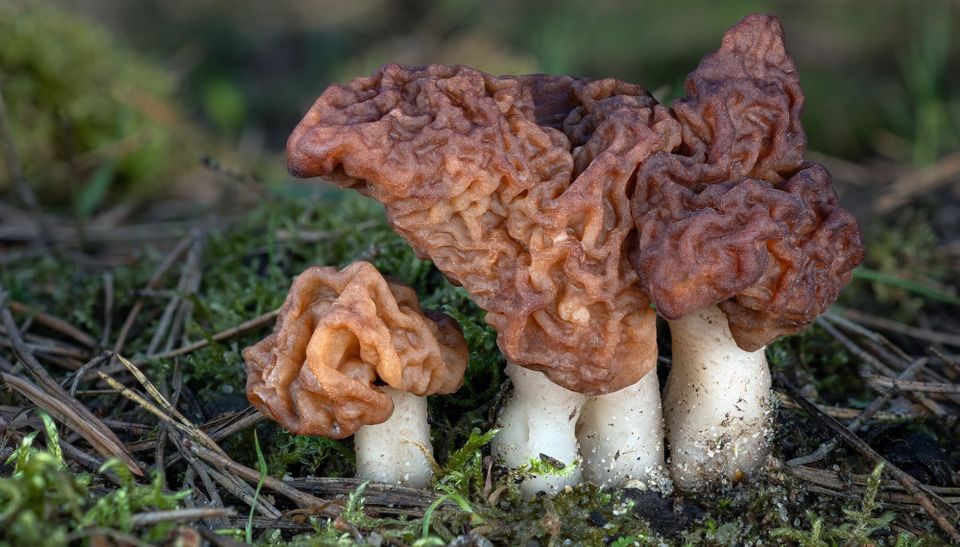 Gyromitra esculenta, conosciuta come "falsa spugnola"