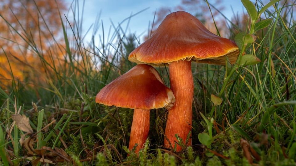 Hygrocybe punicea - Funghi e cambiamenti climatici