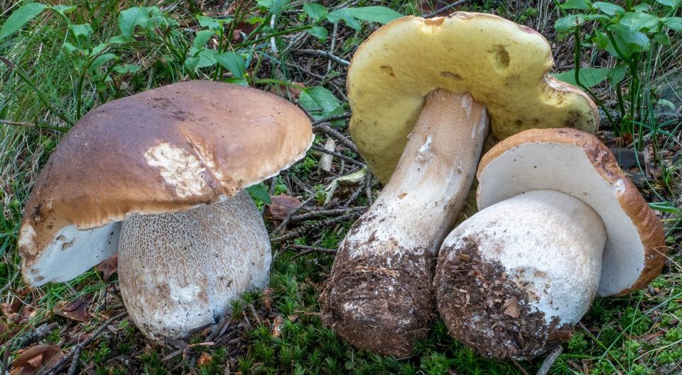 Funghi porcini e pioggia, 3bmeteo