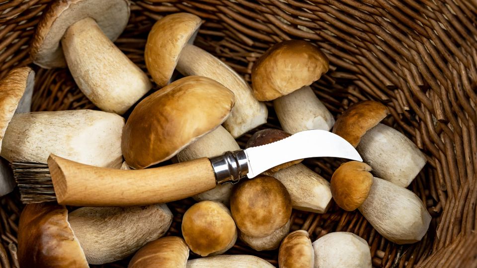 Pulizia dei funghi: a cosa serve, cosa dice la legge