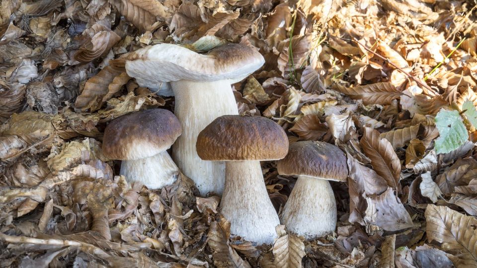 Andar per Funghi in Autunno, dalle Alpi al mare