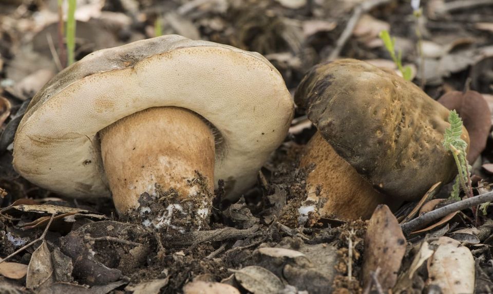 Boletus aereus in lecceta, fungo porcino