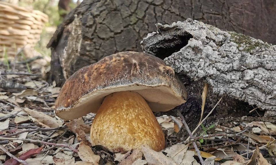 Verso l'inverno: andar per funghi in macchia mediterranea