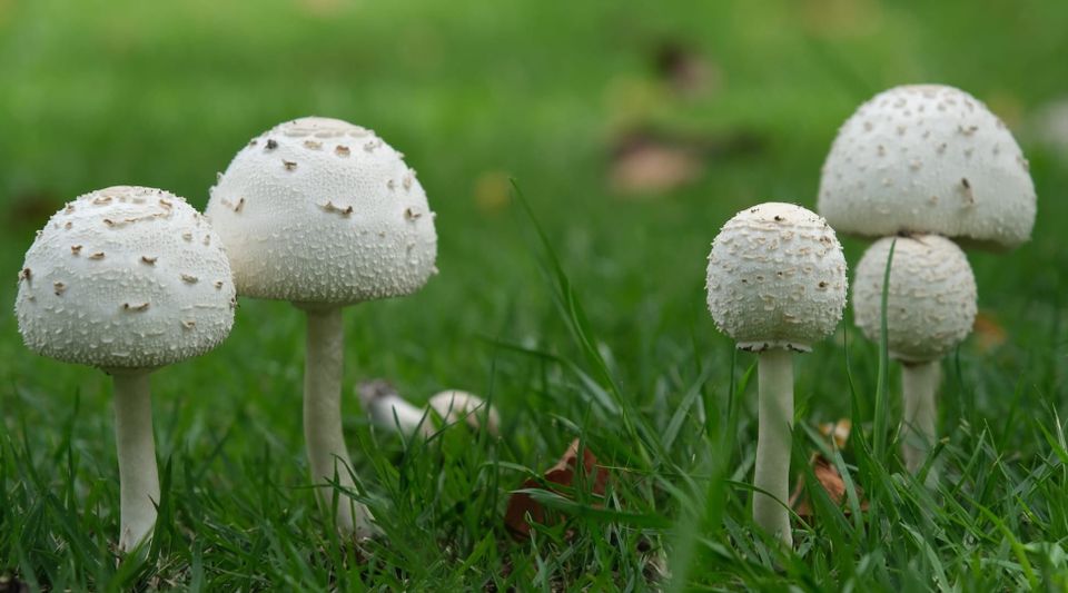 Sembra una mazza di tamburo, ma è tossico: il fungo tropicale che si diffonde in Italia