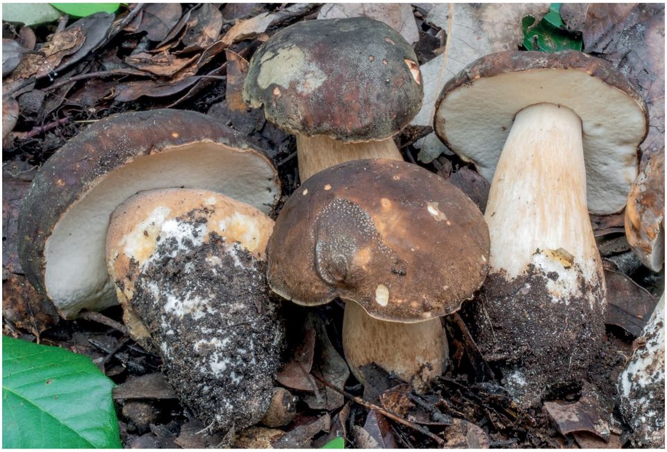 Boletus aereus