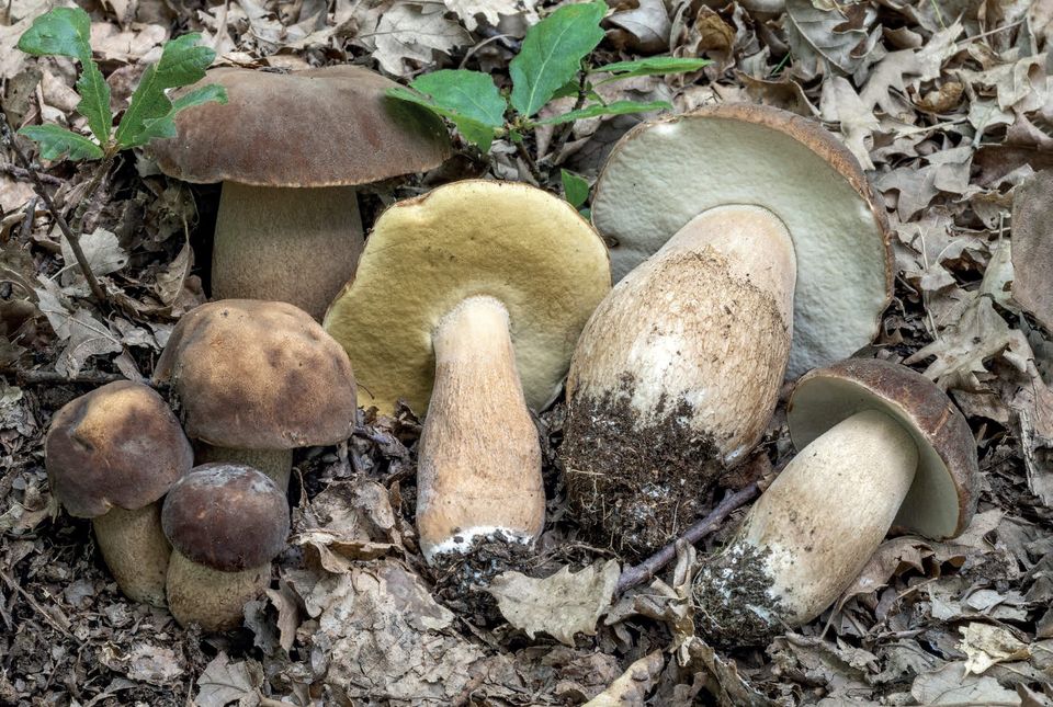 Boletus aestivalis
