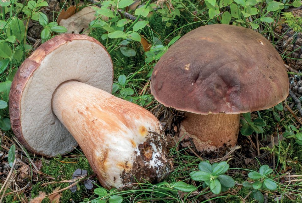 Boletus pinophilus