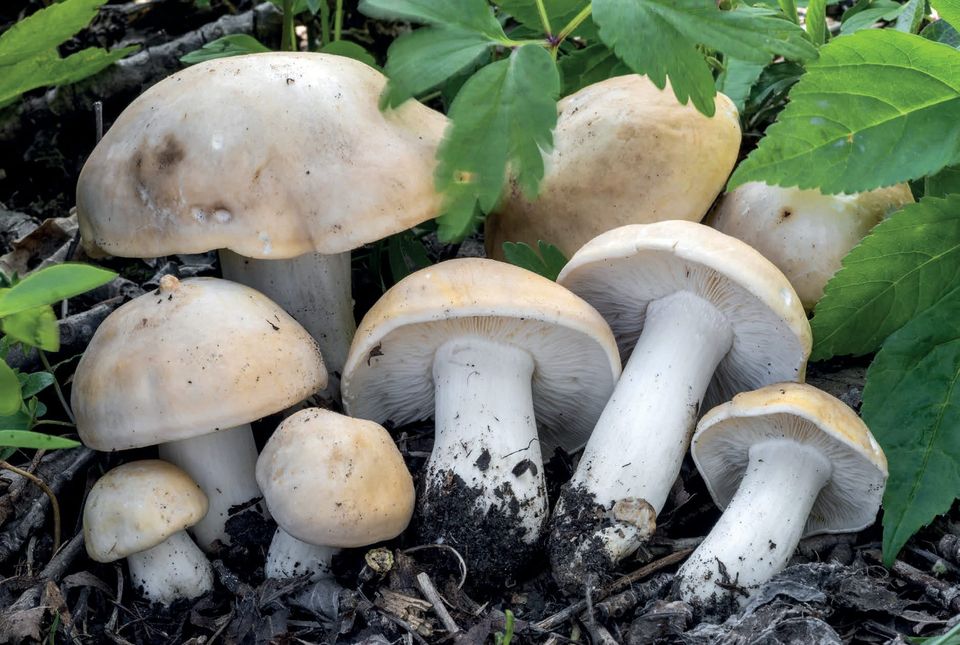 Calocybe gambosa