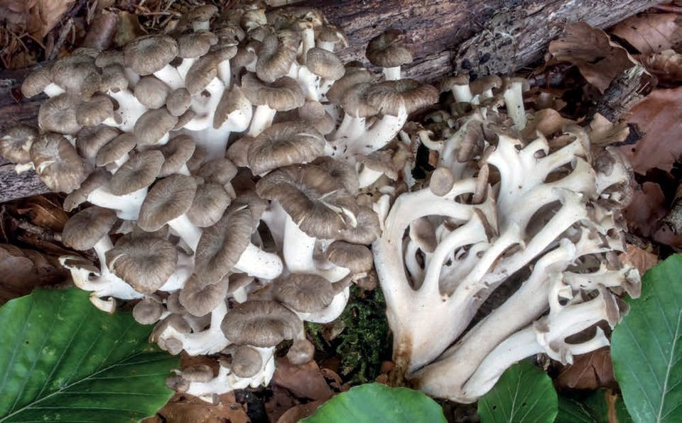 Dendropolyporus umbellatus