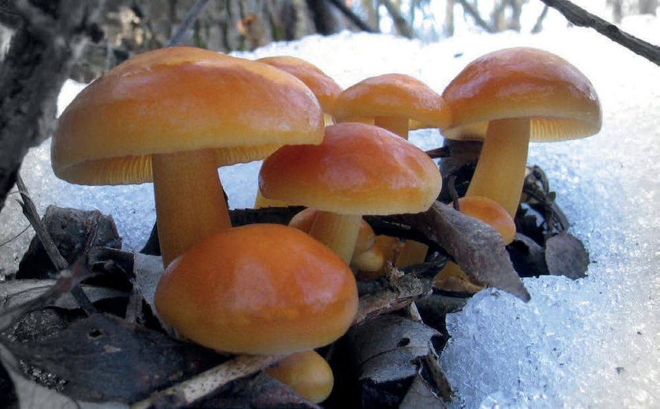 Flammulina velutipes