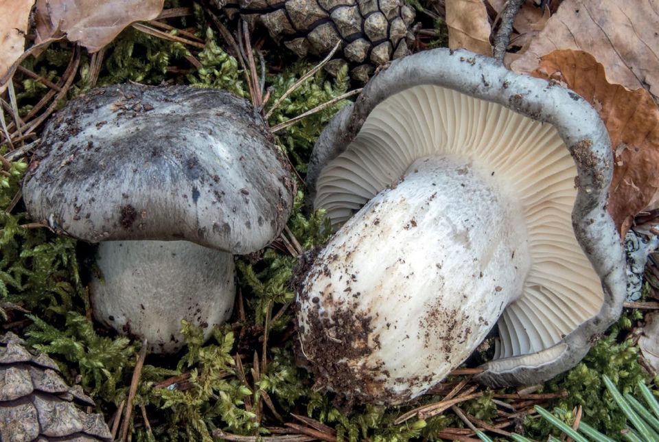 Hygrophorus marzuolus