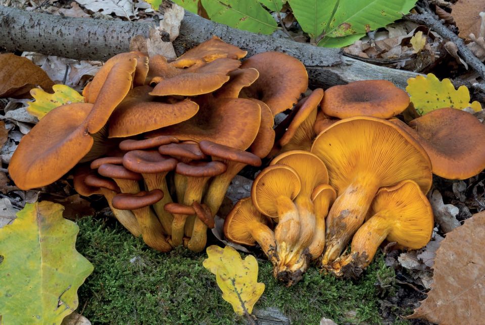 Omphalotus olearius