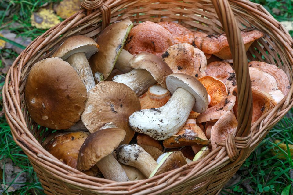 Un cestino di vimini contiene funghi raccolti
