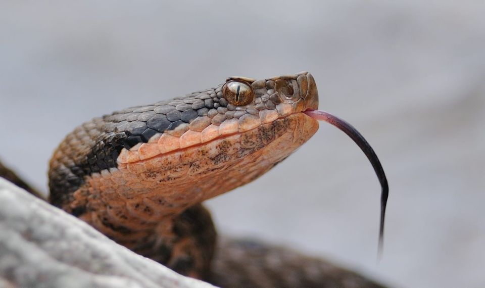 Primo piano di Vipera aspis dall’archivio fotografico PFT