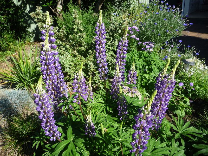 Lupin with 14 blooms!