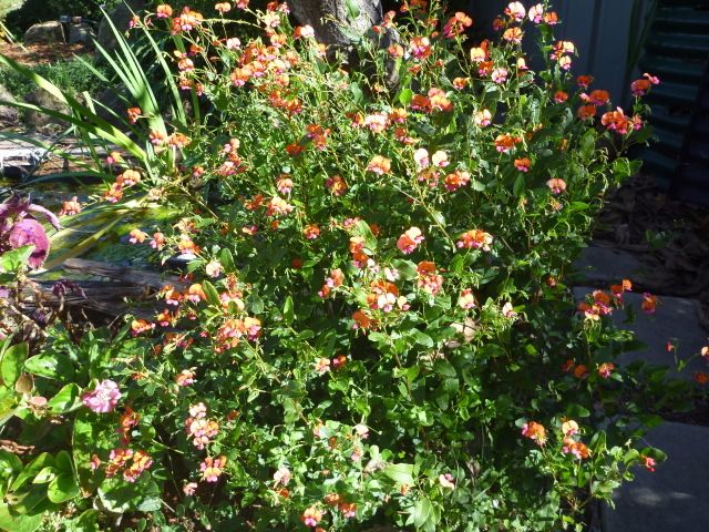 Some early spring garden blooms
