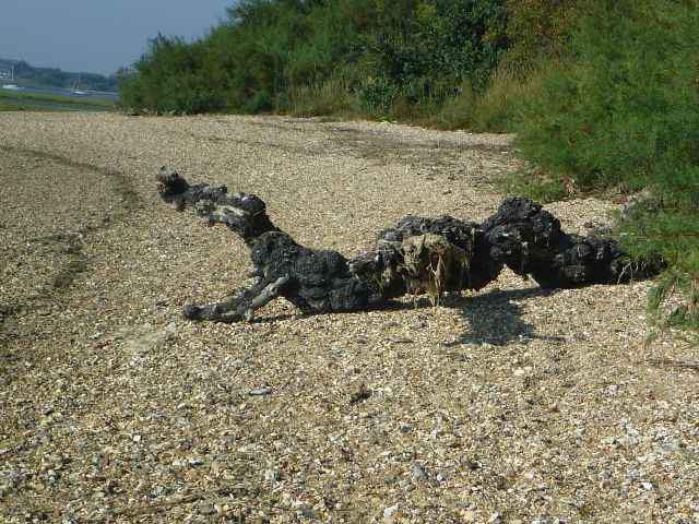 Selsey