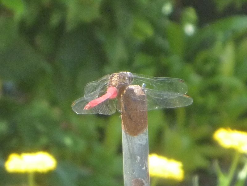 Dragonfly!