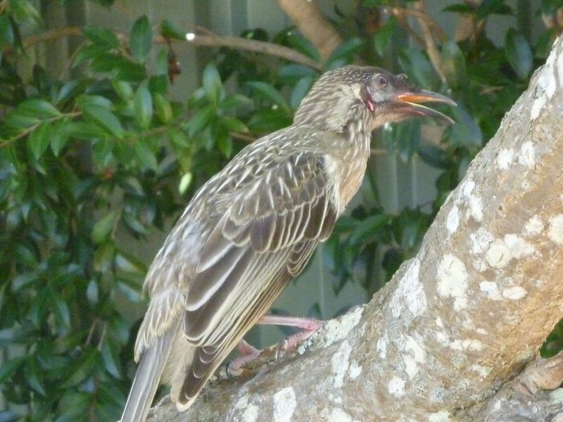 Wattle birds and sea creatures!