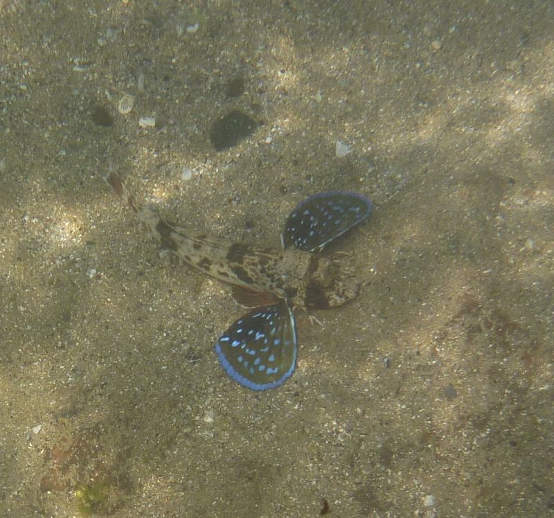 An exotic fish