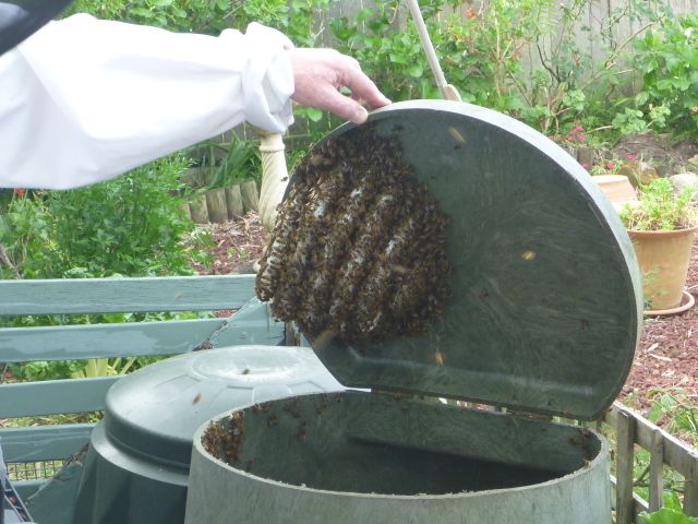 A beehive in our garden!