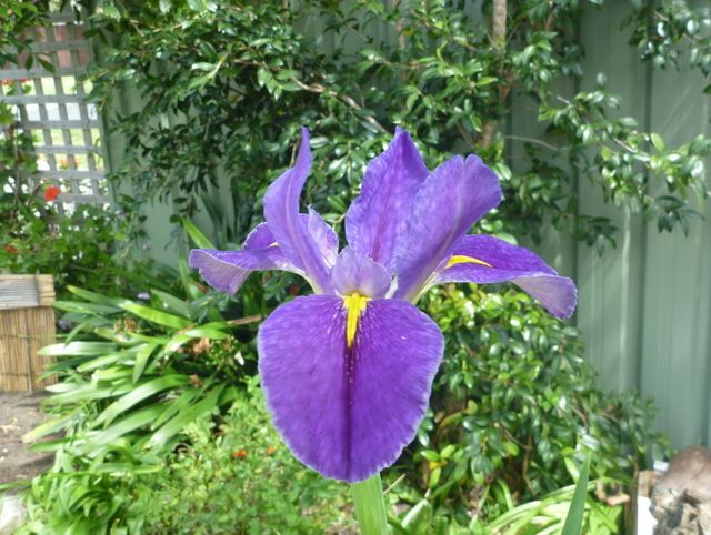 Iris's in pond!