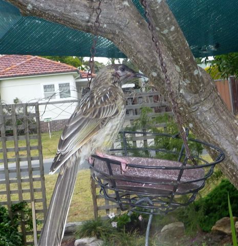 Wattle birds re-nested