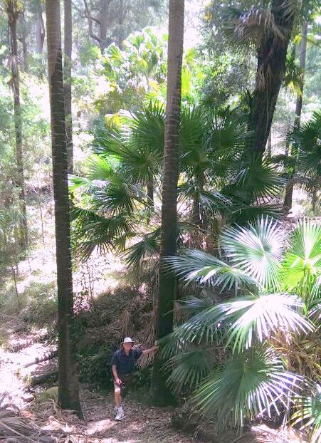 Forest Path walk